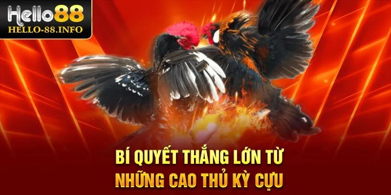 Bí quyết thắng lớn từ những cao thủ kỳ cựu