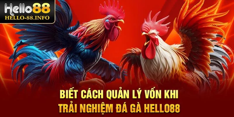 Biết cách quản lý vốn khi trải nghiệm đá gà Hello88