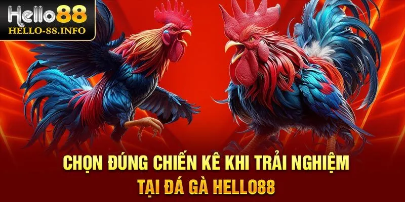 Chọn đúng chiến kê khi trải nghiệm tại đá gà Hello88