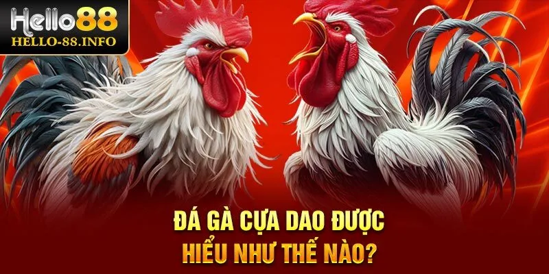 Đá gà cựa dao được hiểu như thế nào cho đúng?