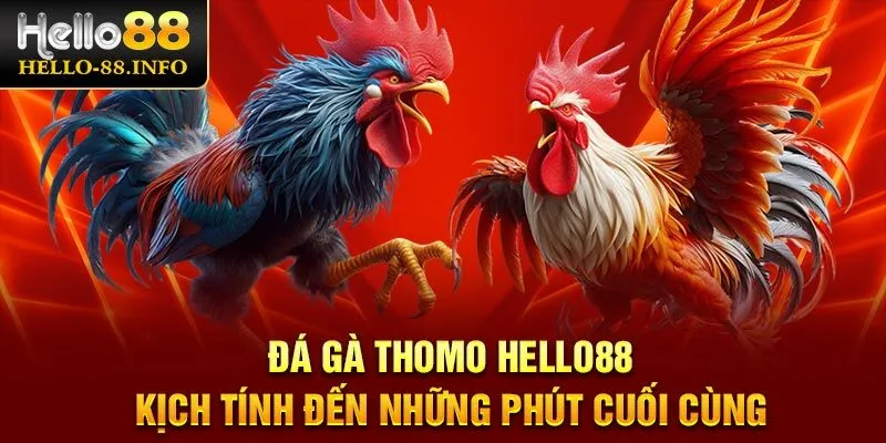 Đá Gà Thomo Hello88 – Kịch Tính Đến Những Phút Cuối Cùng