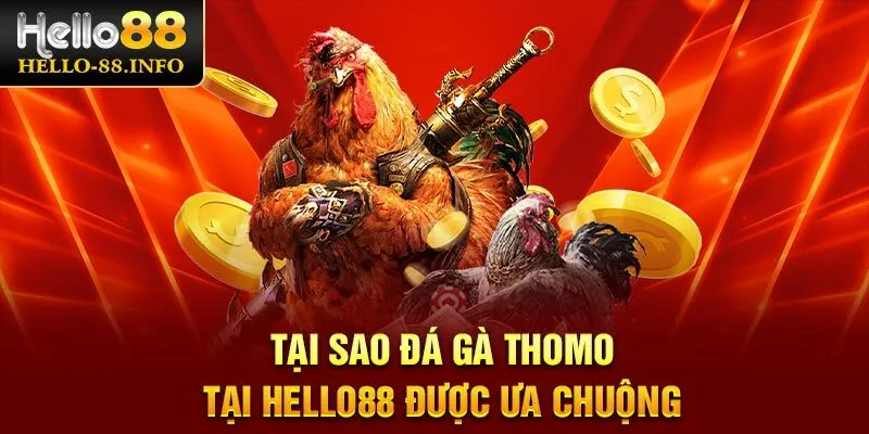 Tại sao đá gà Thomo tại Hello88 được ưa chuộng